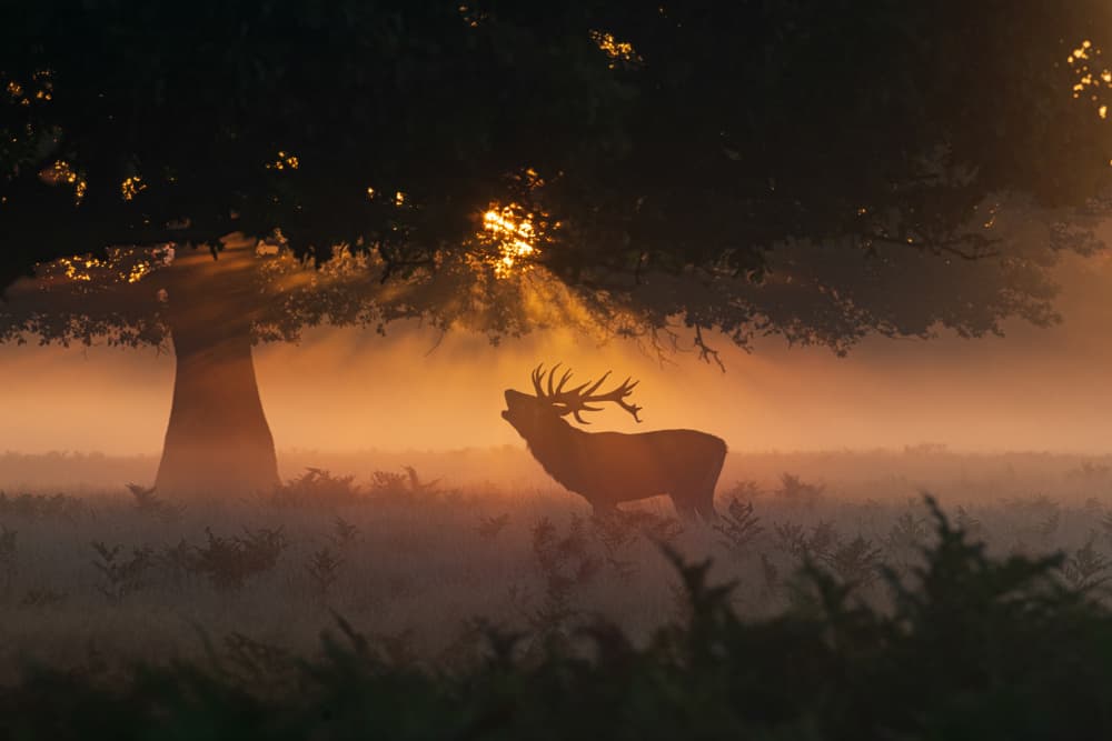 Misty Morning Deer Call by Radojica Jevric fotorax — canvas wall art