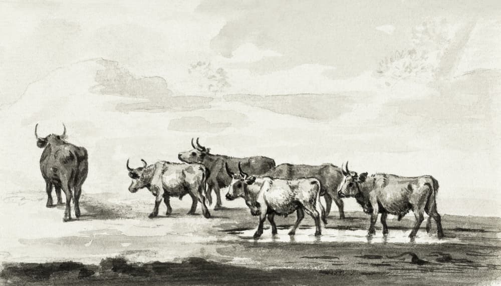 Group of Six Bulls