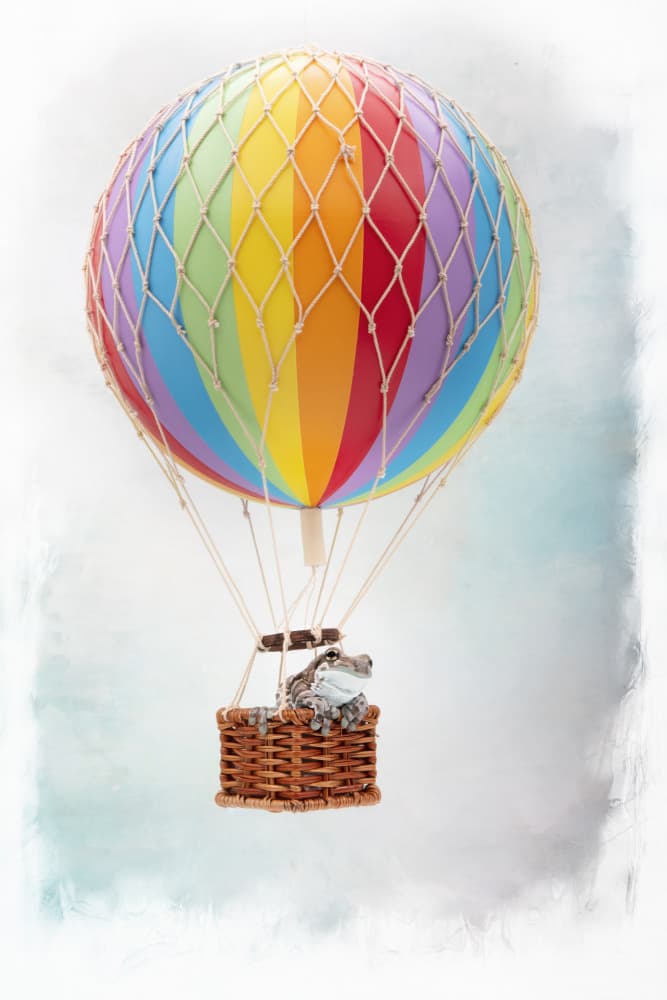 Rainbow Balloon Frog by Linda D Lester — canvas wall art