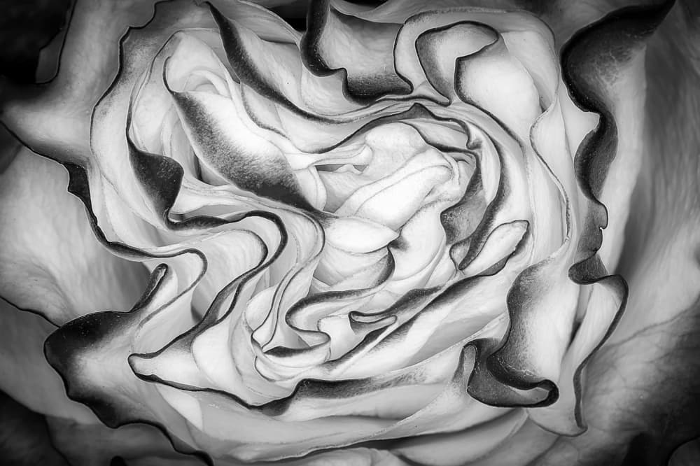 Monochrome Rose Swirl by Franz Baumann — canvas wall art