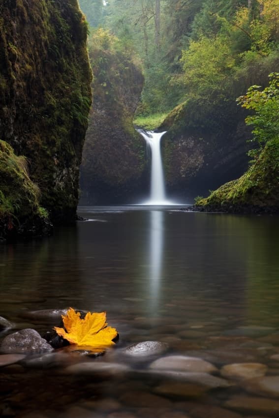 Serene Waterfall Autumn Leaf by Miles Morgan — canvas wall art