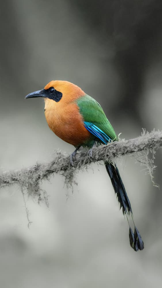 Vibrant Motmot Bird by Bill Lu — canvas wall art