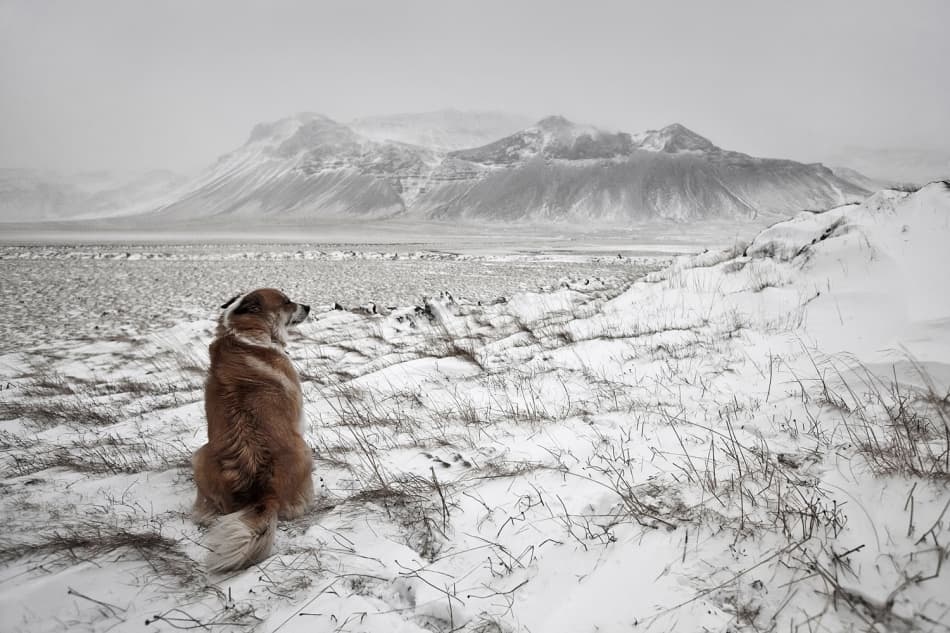 Dog Watches Winter Mountains by Bragi Ingibergsson - BRIN — canvas wall art