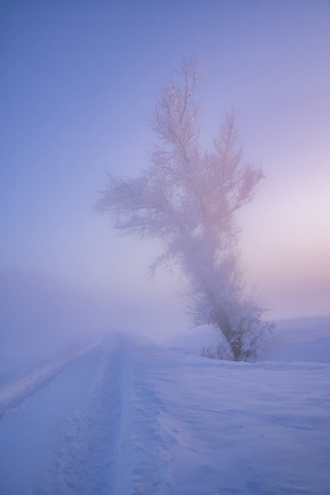 Serene Frosty Winter Morning by Norbert Maier — canvas wall art