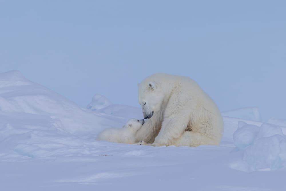 Arctic Mother and Cub by Hong Chen — canvas wall art