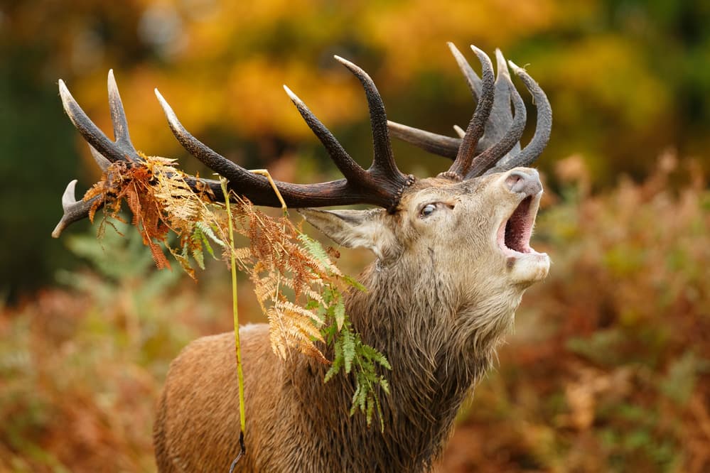 Roaring Autumn Stag by Mario Suárez — canvas wall art