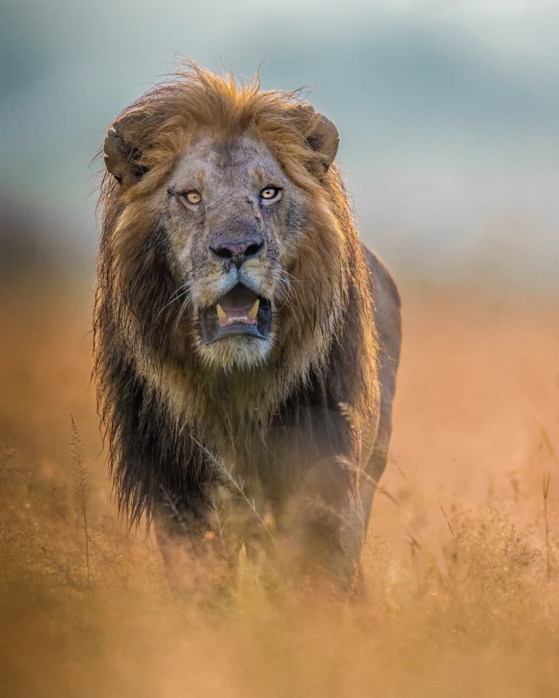 Majestic Golden Lion by Ahmed Elsheshtawy — canvas wall art