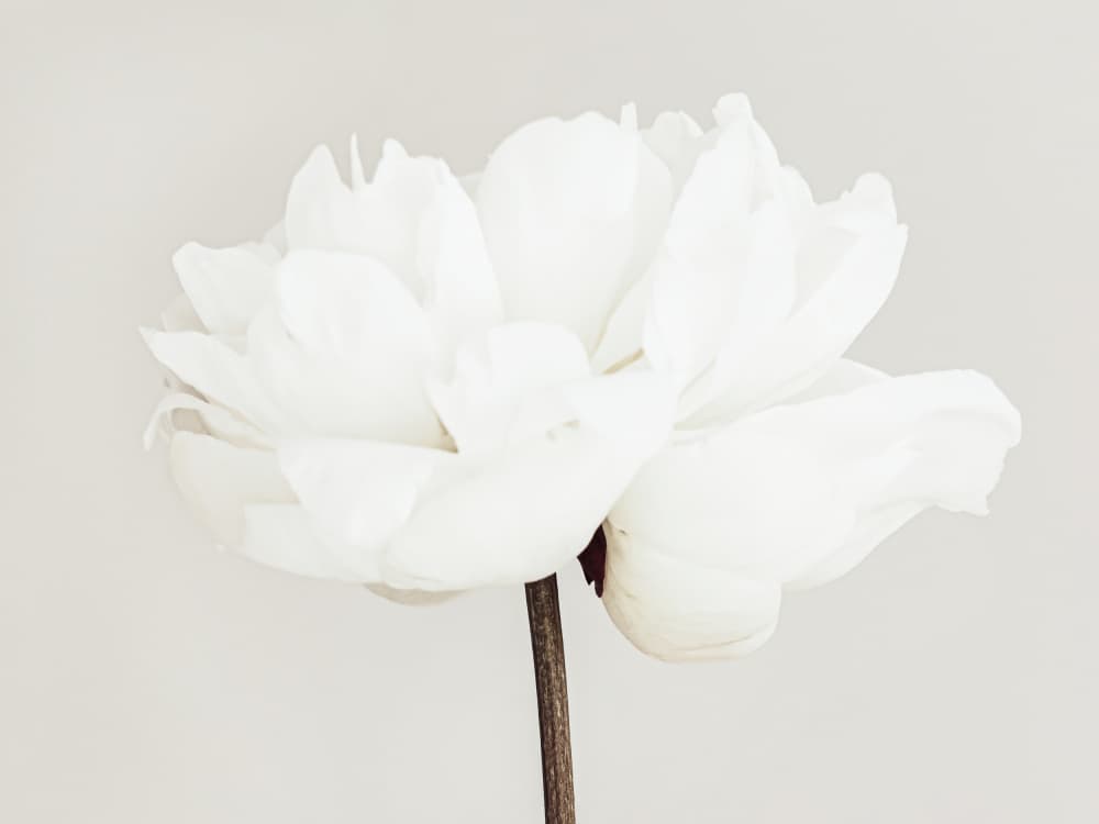 White Peony Bloom