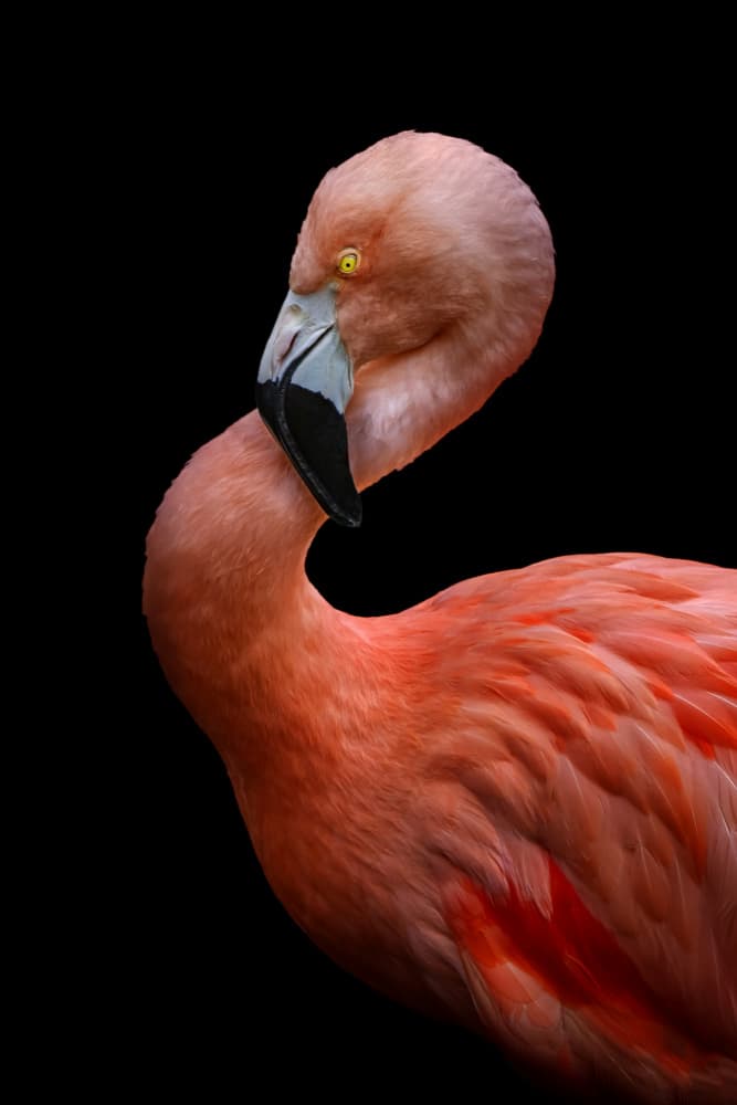 Elegant Pink Flamingo by Hardik Pandya — canvas wall art