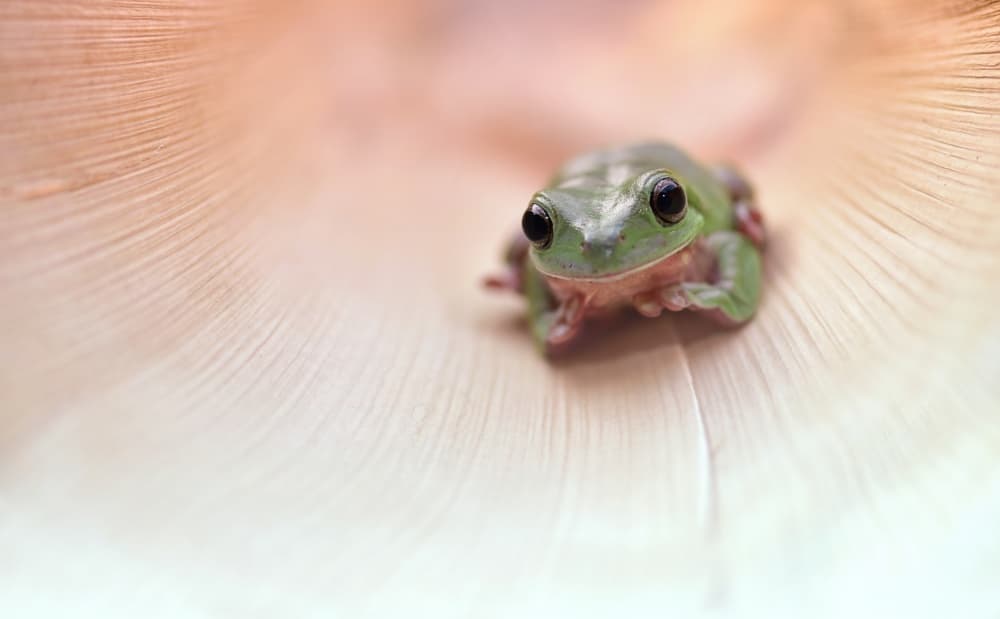 Sweet Tree Frog by Fahmi Bhs — canvas wall art