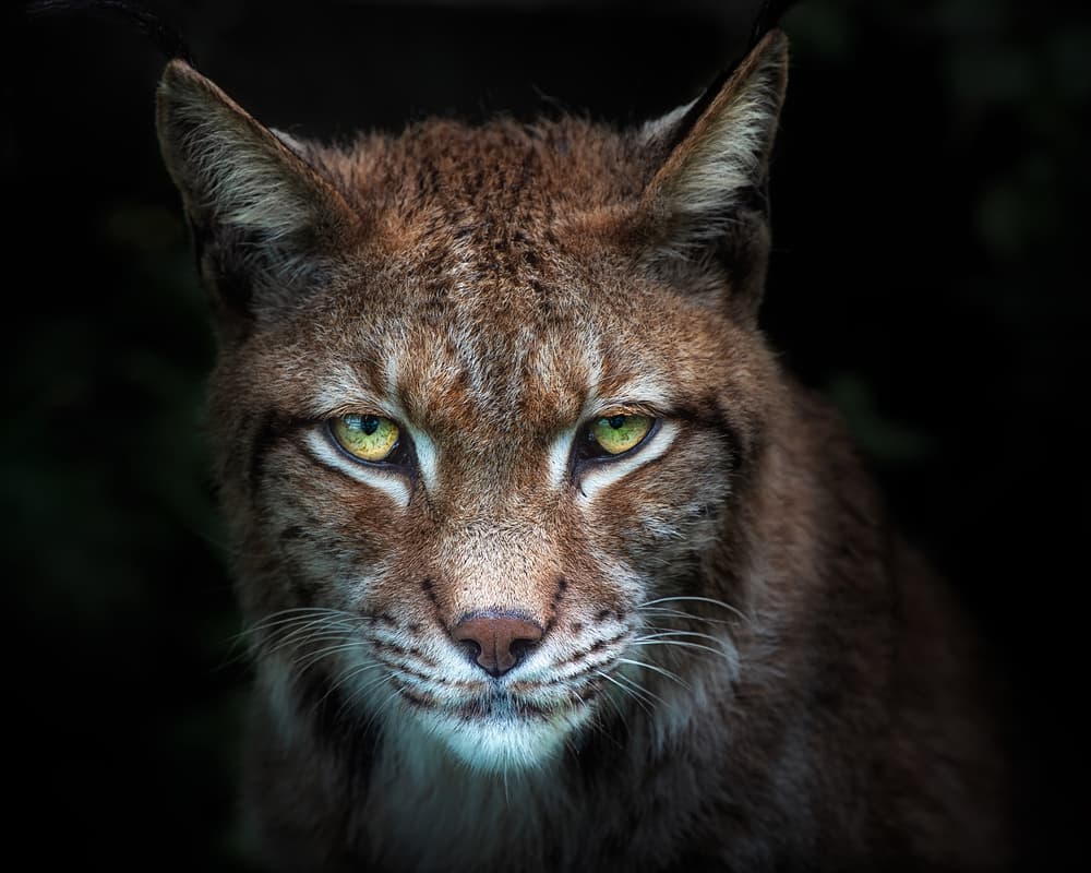 Lynx Gaze by Santiago Pascual Buye — canvas wall art