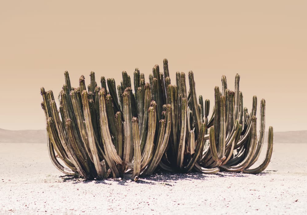 Peach Sky Cactus by Kathrin Pienaar — canvas wall art