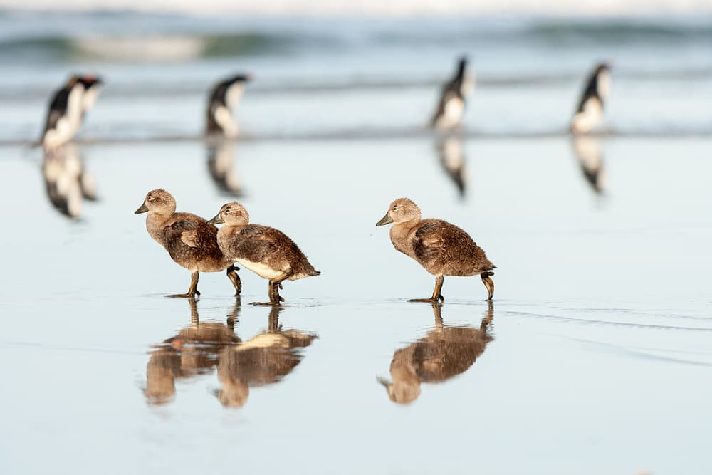 Shoreline Ducklings Stroll by Joan Gil Raga — canvas wall art