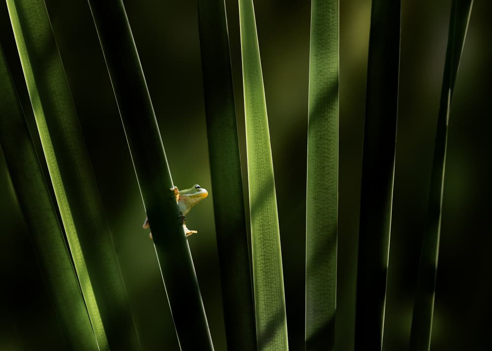 Quiet Green Frog by Qing Zhao — canvas wall art