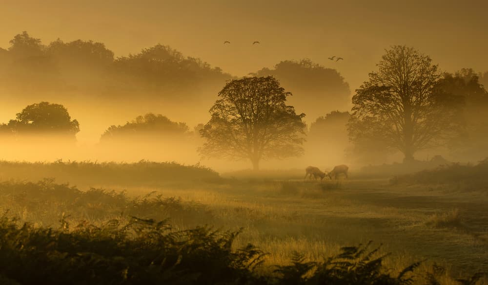 Deer in Golden Fog by Radojica Jevric fotorax — canvas wall art