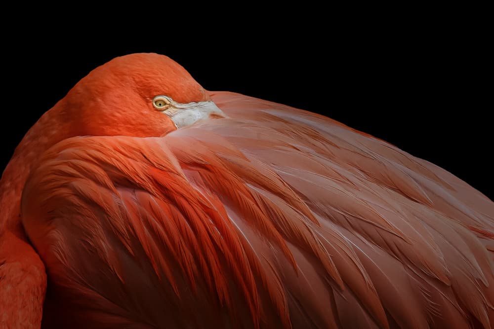 Sleeping Pink Flamingo by Hardik Pandya — canvas wall art