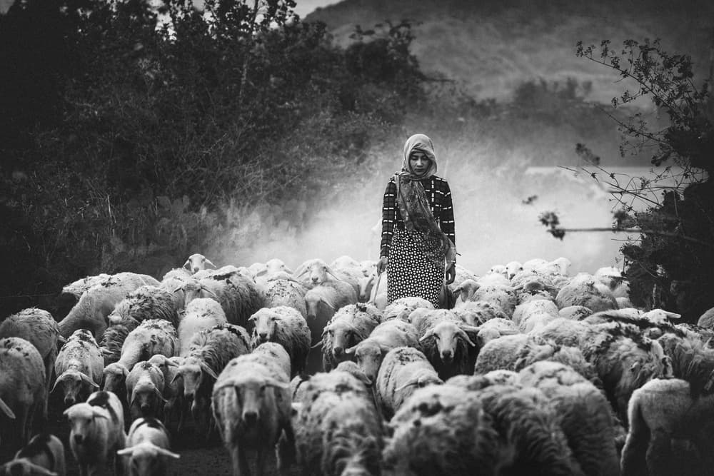Rural Shepherdess and Her Flock by Woraphon Banchobdi — canvas wall art