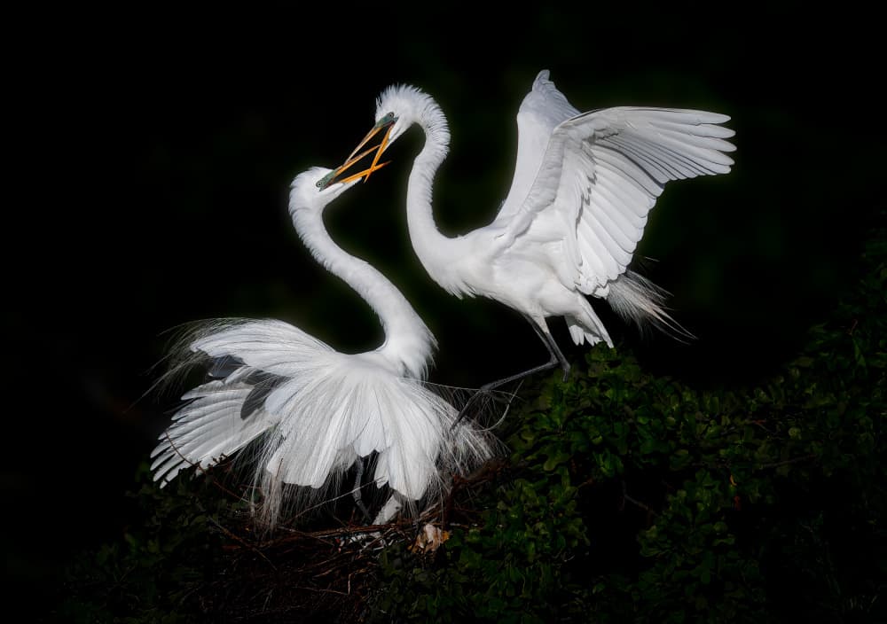 Egrets Courtship Dance by Serena Duan — canvas wall art