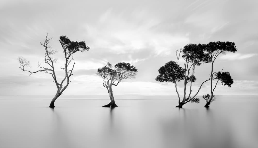 Serene Water Trees