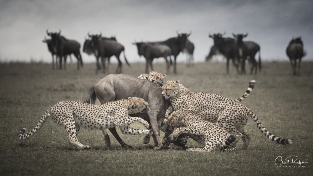 Cheetahs Attack Wildebeest by Clint Ralph — canvas wall art