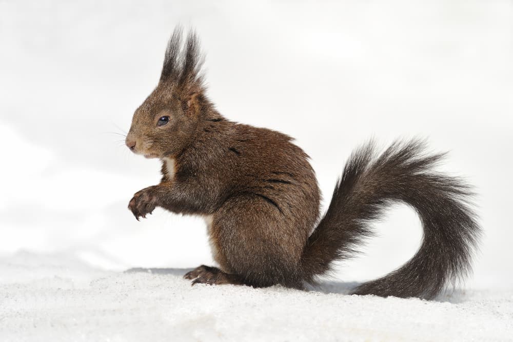 Alert Squirrel in Snow by Marco Pozzi — canvas wall art