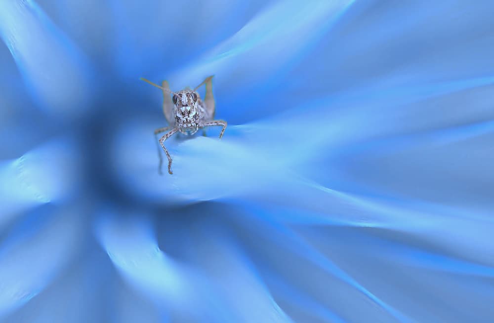 Serene Blue Spider by Thierry Dufour — canvas wall art