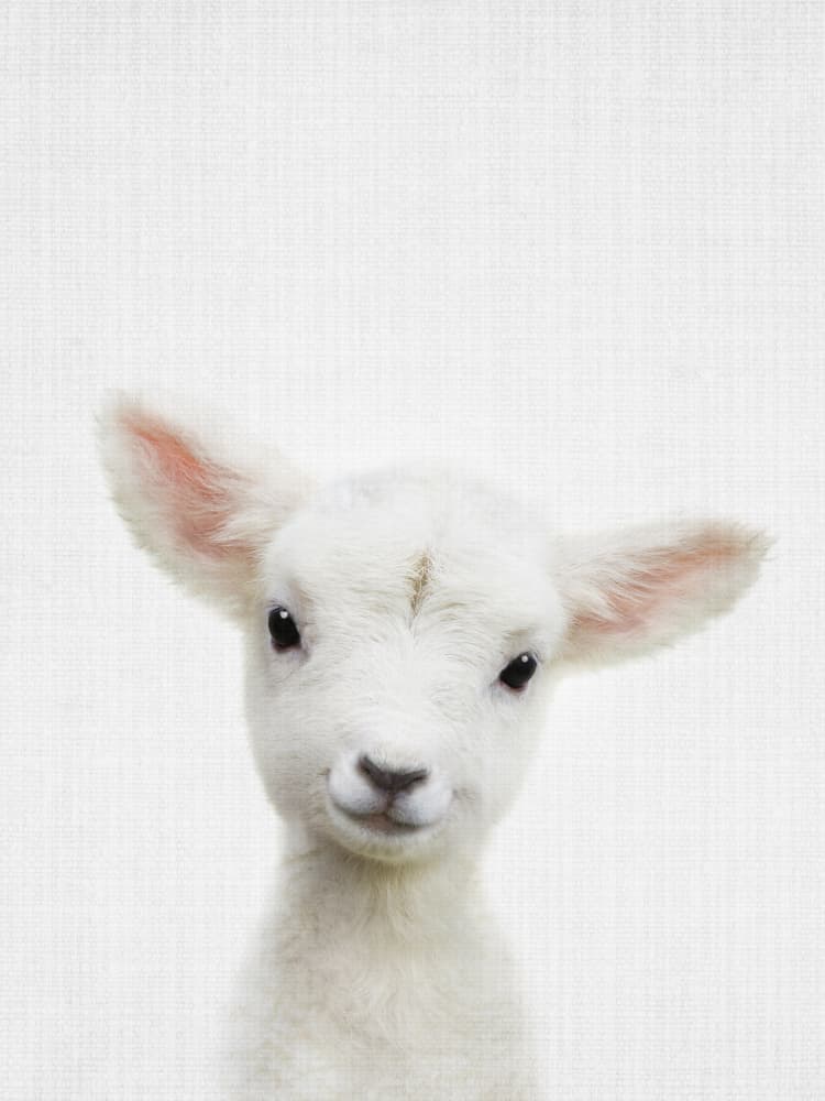 Cute Baby Lamb by Lila & Lola — canvas wall art