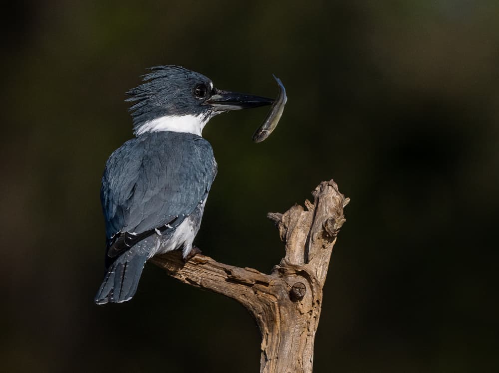 Kingfisher's Fresh Catch by Liwen Tao — canvas wall art