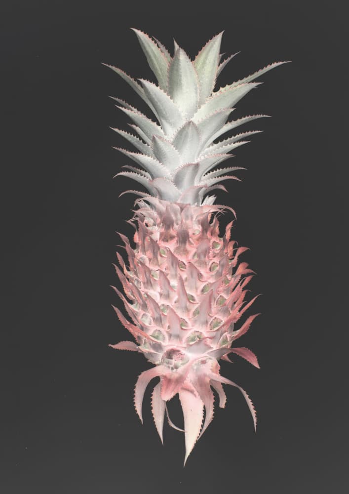 Strawberry Pine by Shot by Clint — canvas wall art