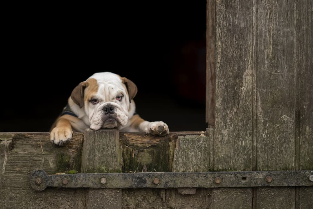 Pensive Bulldog Puppy by Gert van den Bosch — canvas wall art