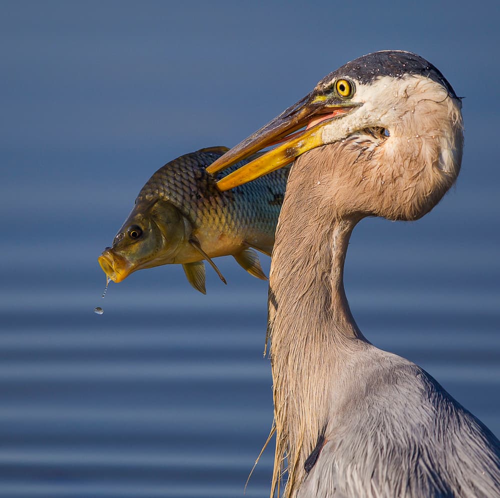 Heron's Fish Catch by Mountain Cloud — canvas wall art