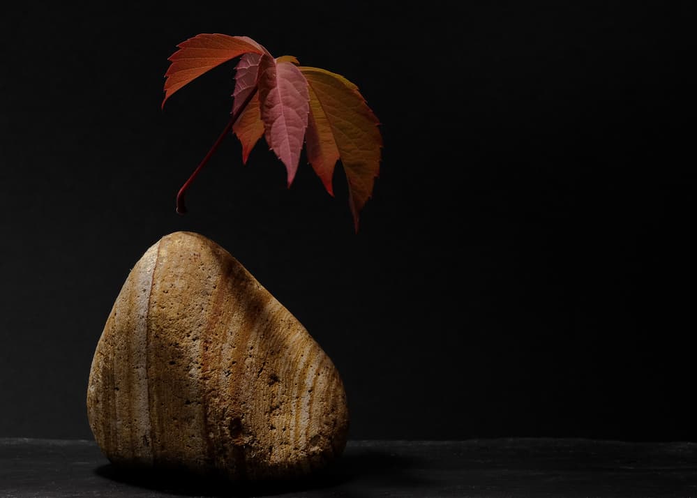 Autumn Leaf on Stone by Thierry Lagandré (Transgressed Light) — canvas wall art