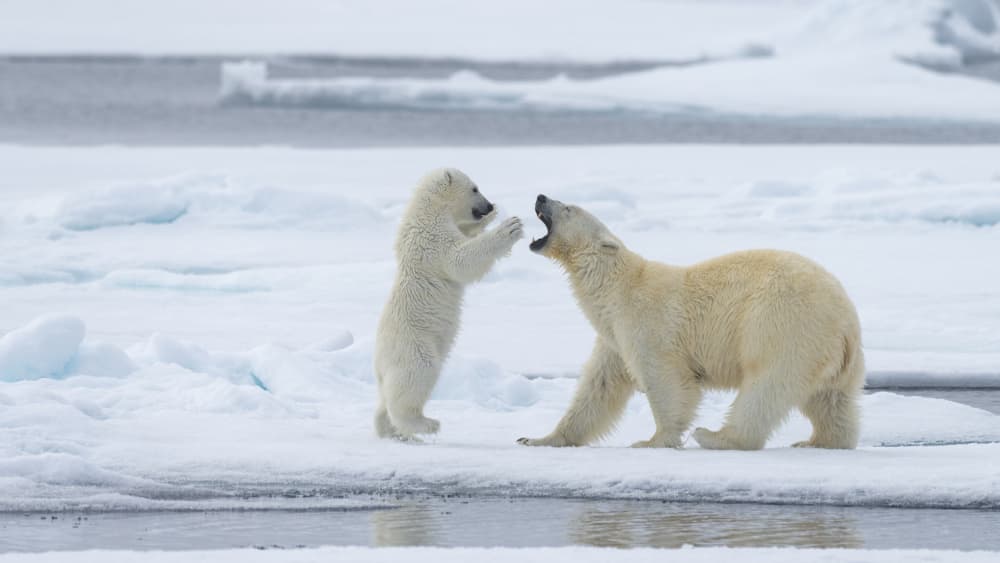 Playful Polar Bears by Shobhit Chawla — canvas wall art