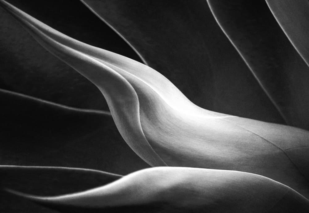 Elegant Plant Curves by Robin Wechsler — canvas wall art