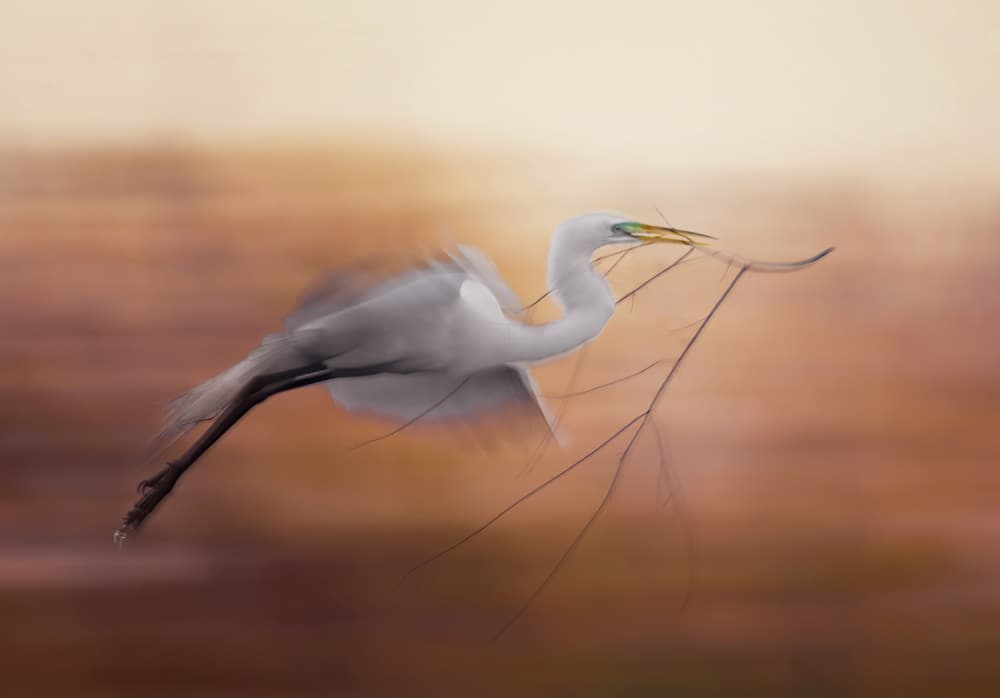 Nesting Egret in Flight by Shi & Wei — canvas wall art