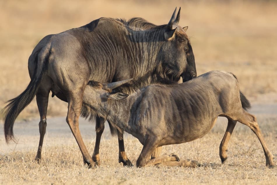 Nursing Wildebeest Calf by Greg Barsh — canvas wall art