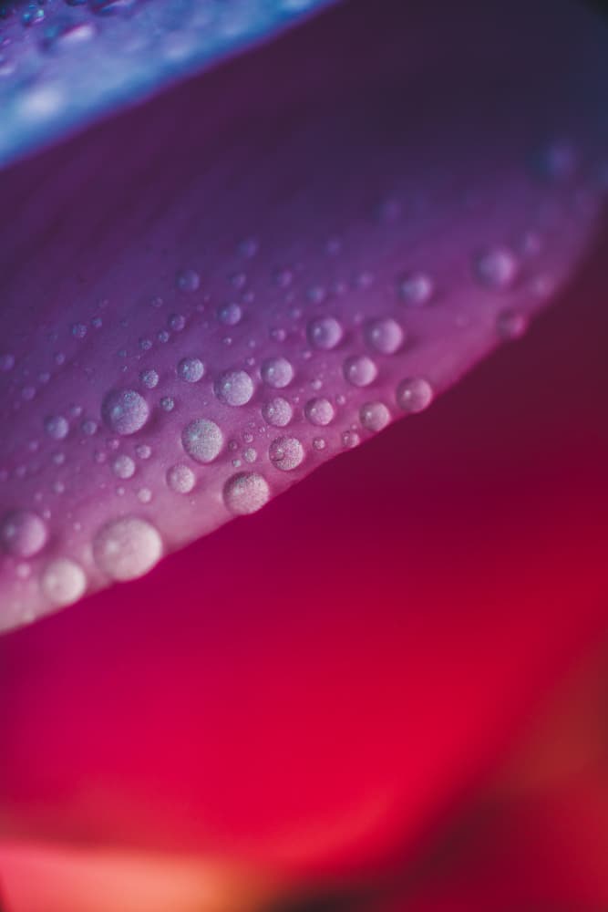 Dewy Purple Petals by Javier Pardina — canvas wall art
