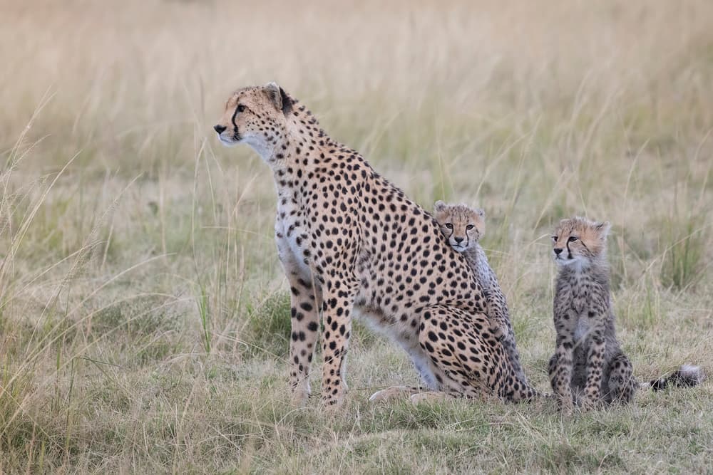 Cheetah Mother and Cubs by Renee Doyle — canvas wall art