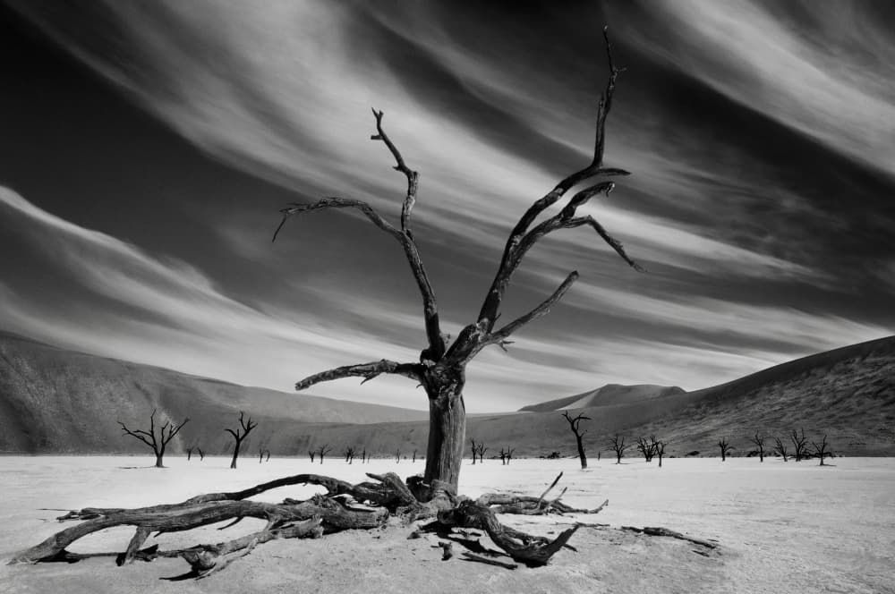 Deadvlei Desert Tree by Mathilde Guillemot — canvas wall art