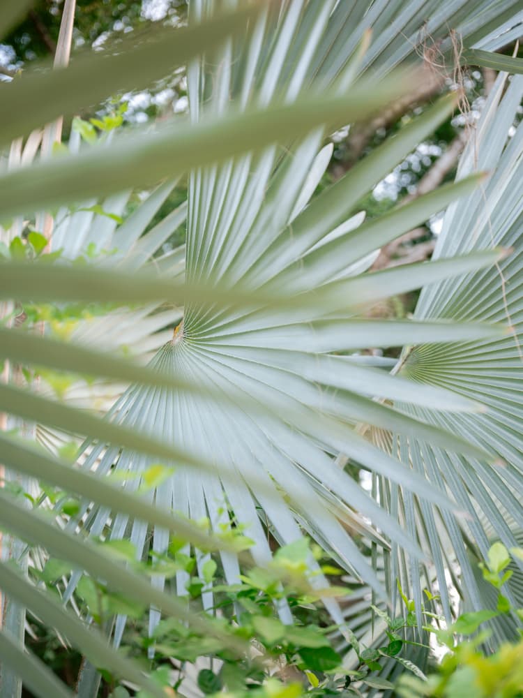 Shades of Green Botanical Mexico City by Raisa Zwart — canvas wall art