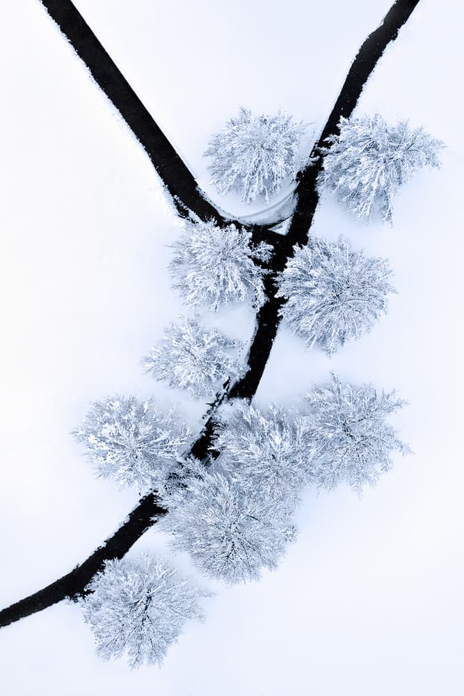 Frosted Trees Aerial by Mei Xu — canvas wall art
