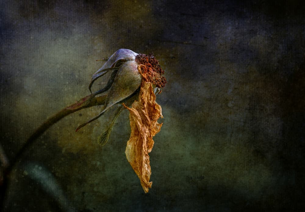 Moody Dried Rose by Hans Günther — canvas wall art