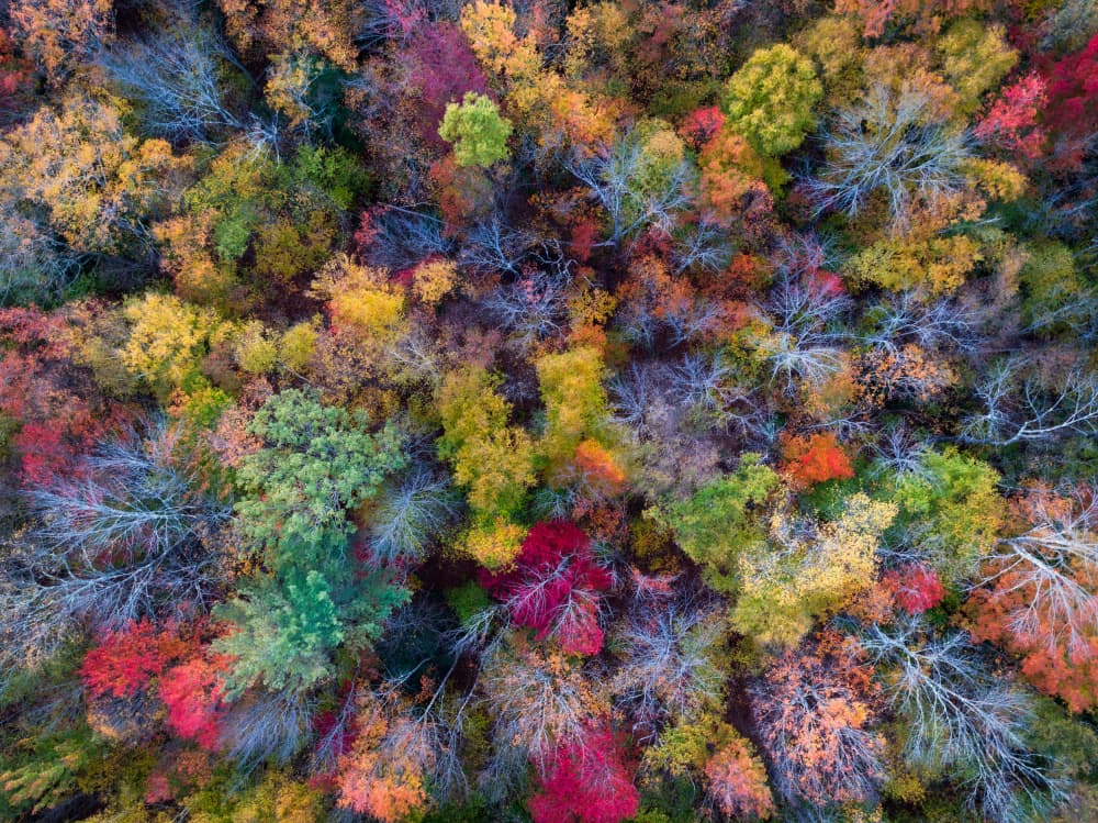 Vibrant Autumn Forest by HuongHoang — canvas wall art