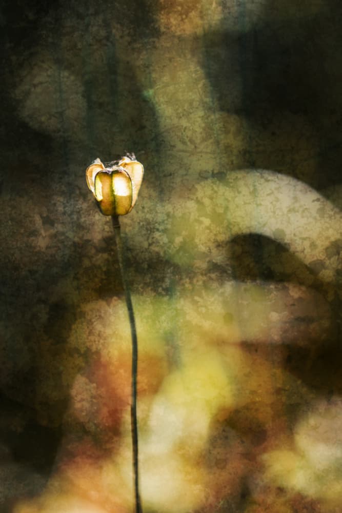 Solitary Flower Bud by Xiang yang Cui — canvas wall art
