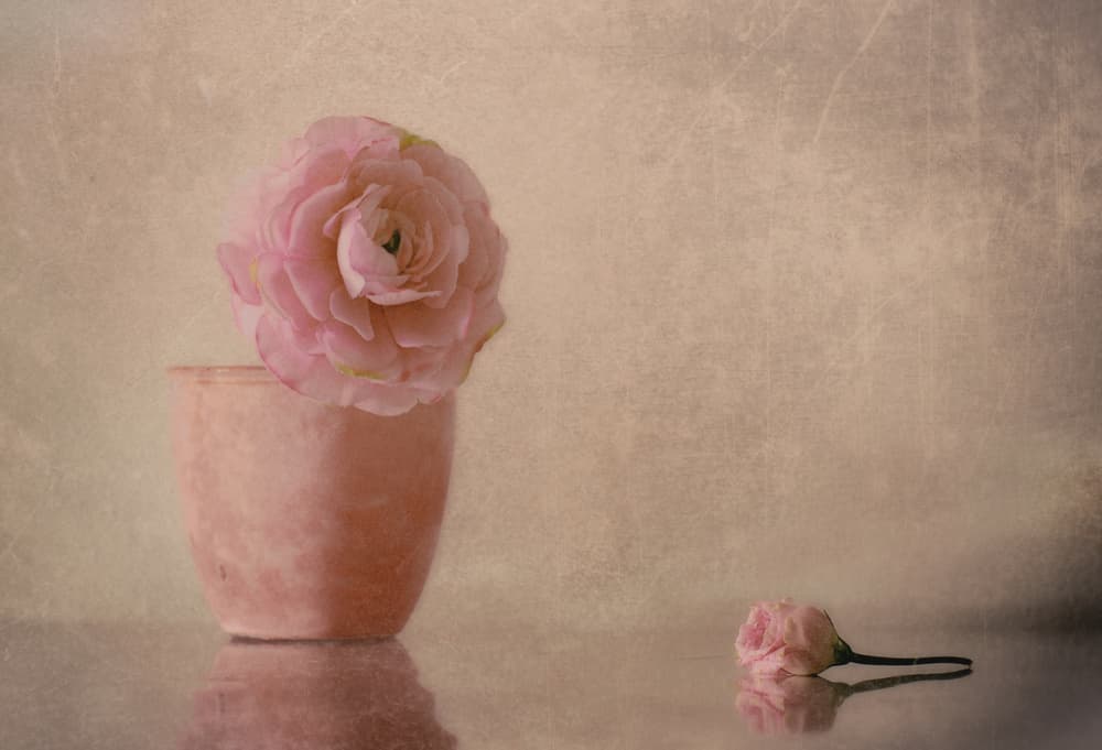 Soft Pink Ranunculus Bloom by Elena Arjona — canvas wall art