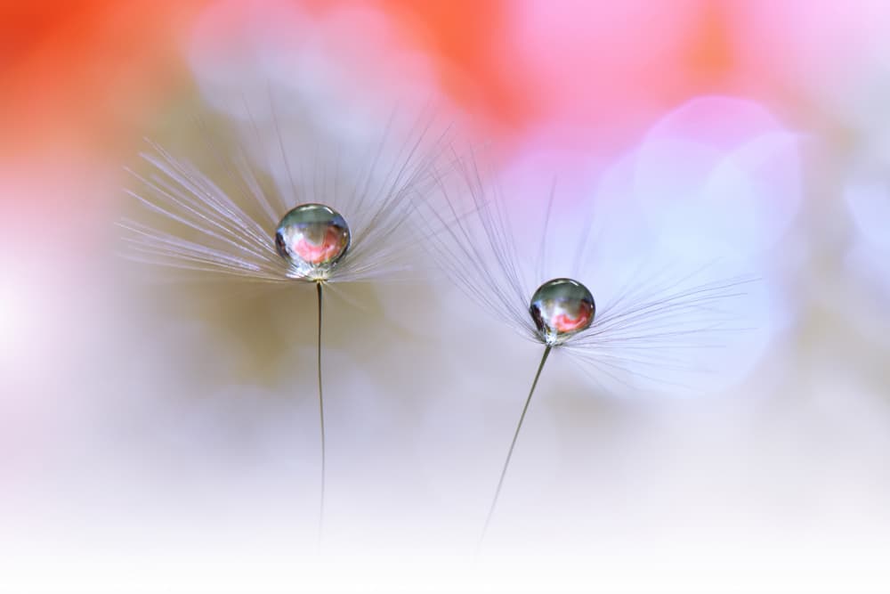 Dewdrop Dandelion Seeds by Juliana Nan — canvas wall art
