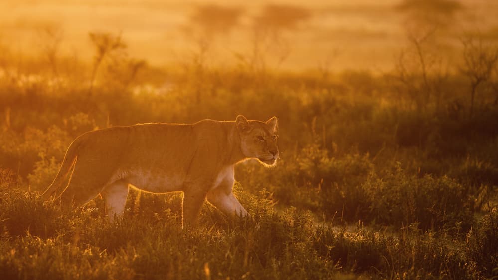 Golden Hour Lioness by Mohammed Alnaser — canvas wall art