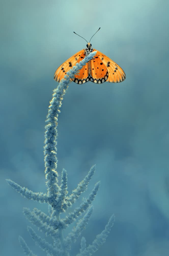 Orange Butterfly Frosted Stem by Edy Pamungkas — canvas wall art