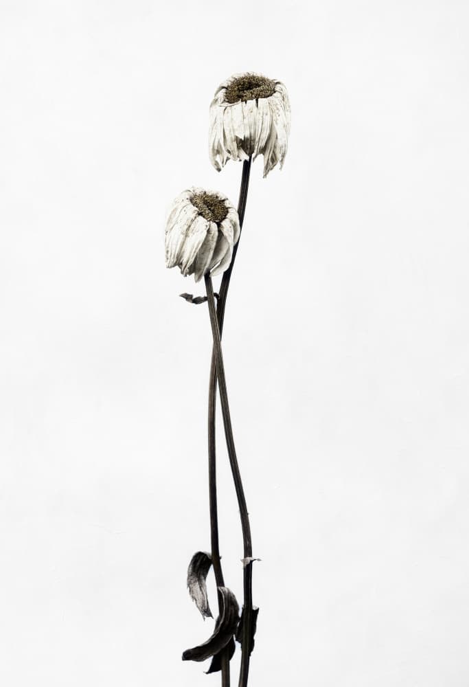 Elegant Fading Flowers by Lotte Grønkjær — canvas wall art