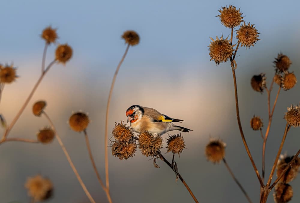 Goldfinch Feeding on Thistle by Eldad Levin — canvas wall art